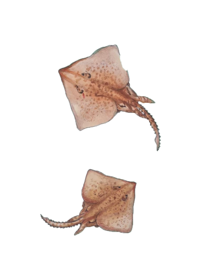 Mantarraya Caolombiana